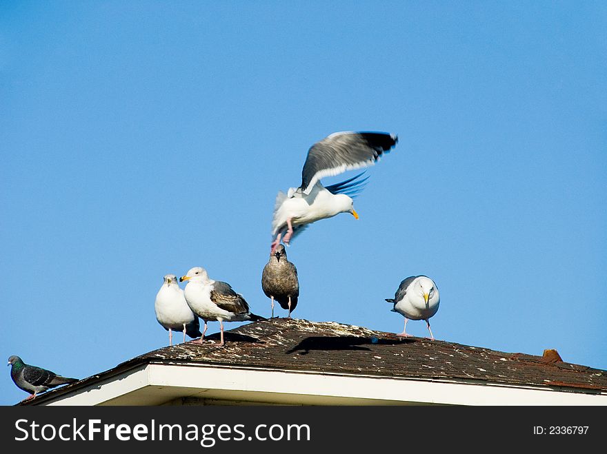 California Gull landing on a roof with other birds. California Gull landing on a roof with other birds