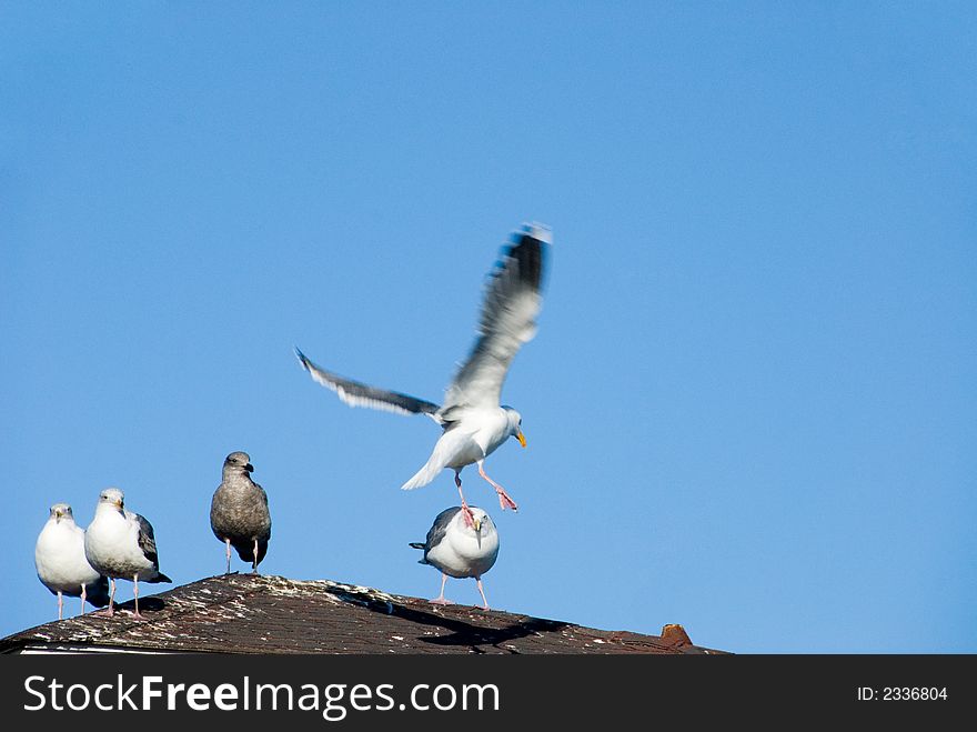 California Gull landing on a roof with other birds. California Gull landing on a roof with other birds