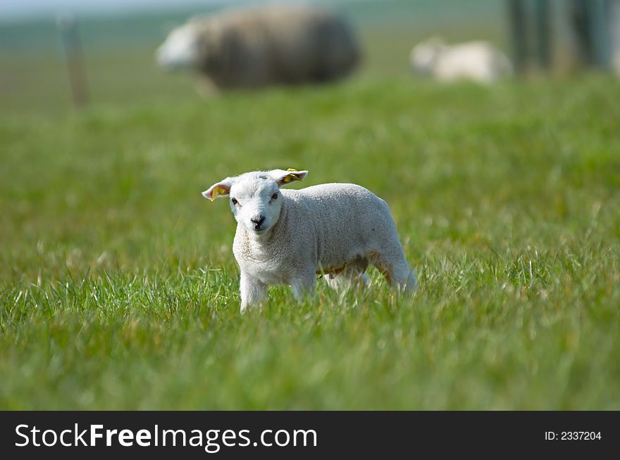 Cute little lamb on green grass