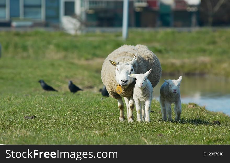 Mother And Two Lambs