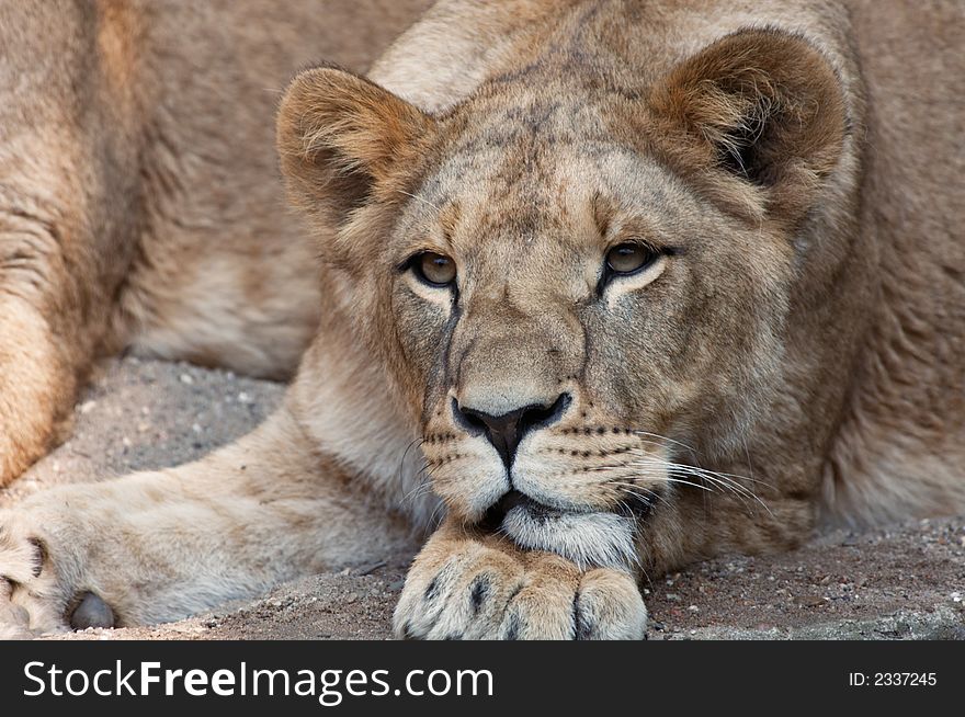 Close-up of a female lion