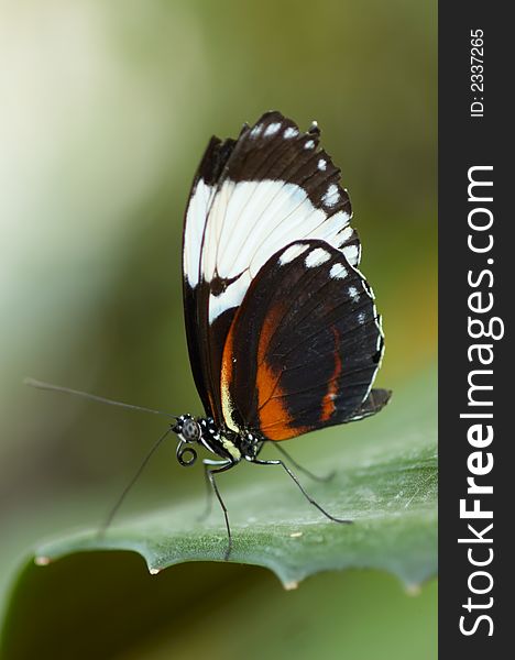 Macro photo of a beautiful butterfly