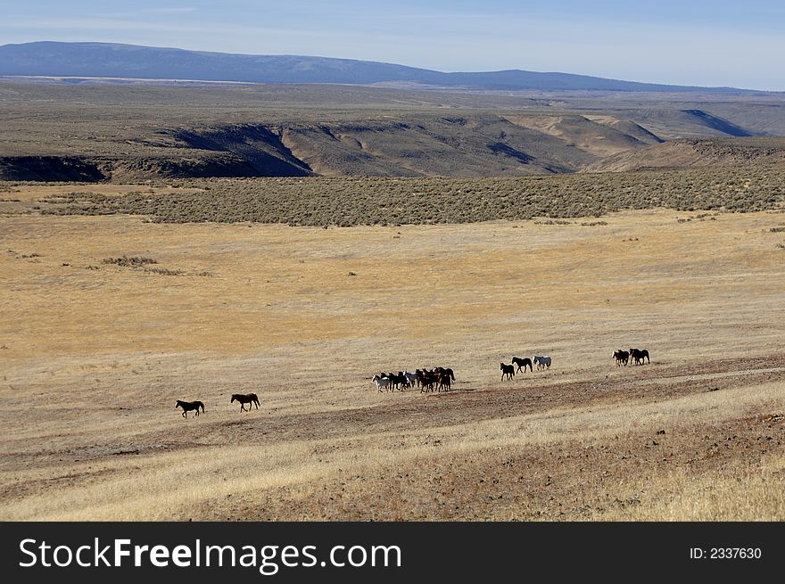 Wild horses on the praire and sage brush