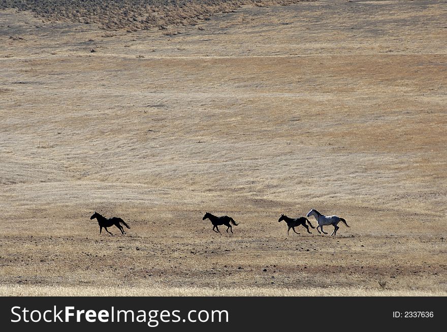 Wild Horses Running