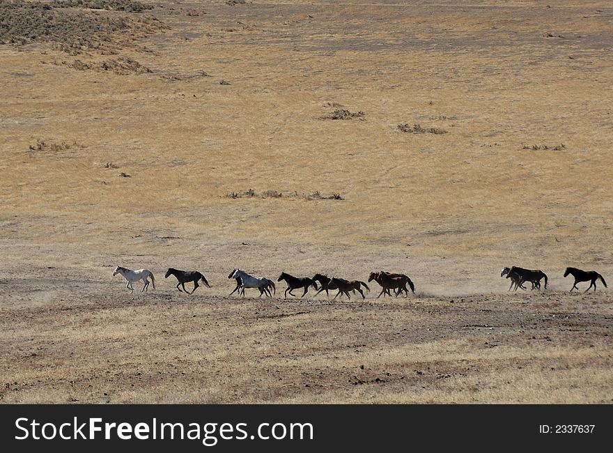 Wild horses running