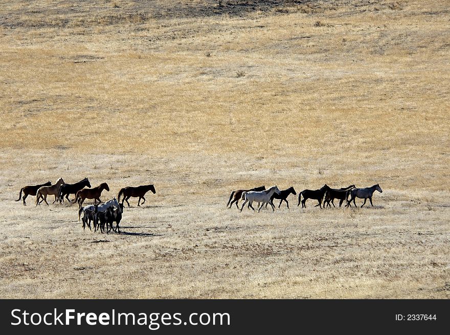 Wild horses running across the plains