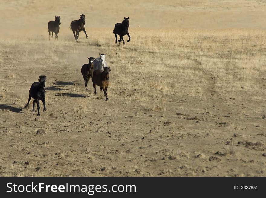 Wild horses on the praire and sage brush