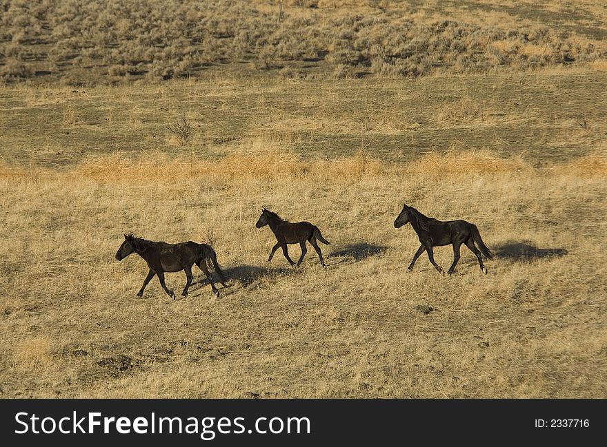 Three wild horses on hillside in golden sunlight