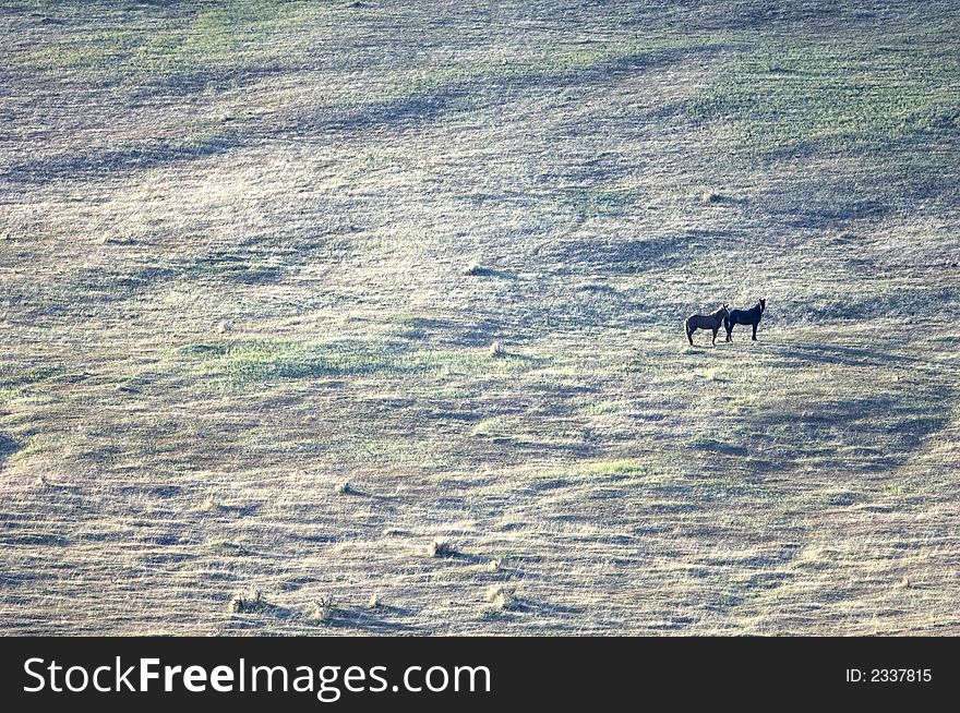 Two wild horses standing on the hillside