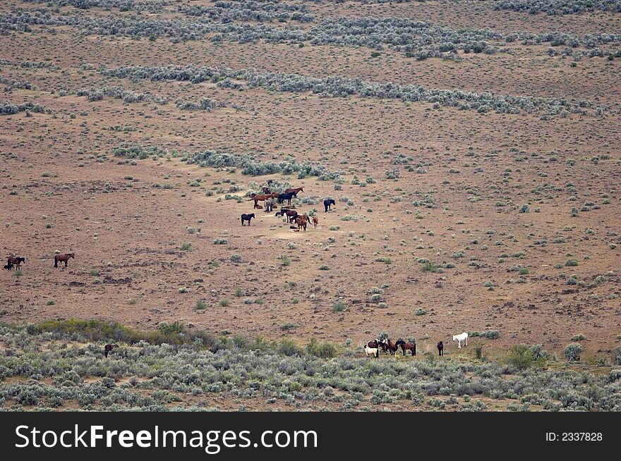 Herd of wild horses on the open plain