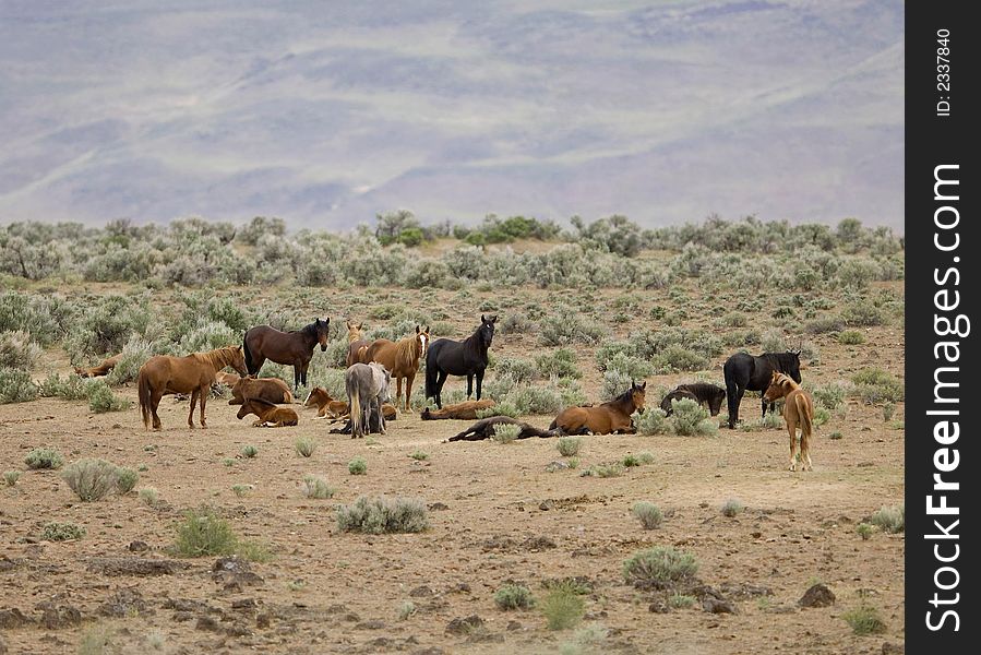 Wild horses standing in sage brush