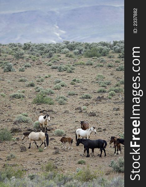 Wild horses with young colt out on the praire