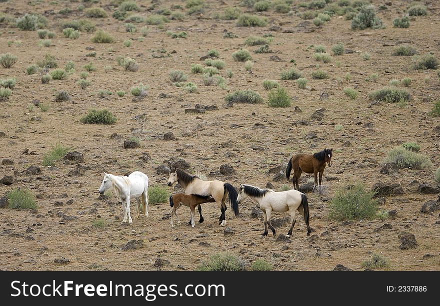 Young Wild Colt Nursing