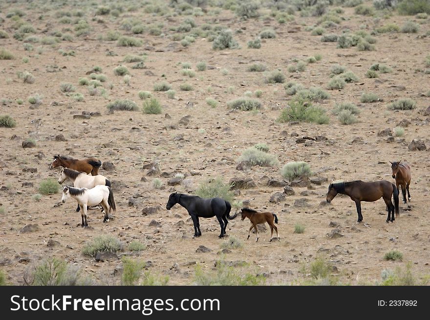 Wild horses with young colt in the sage brush