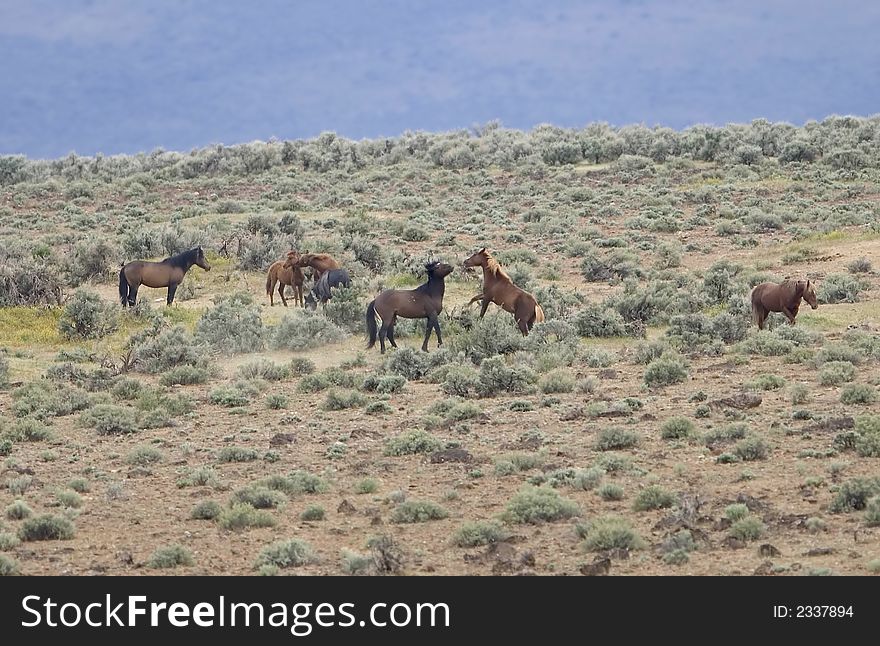 WIld horses fighting out in the wild