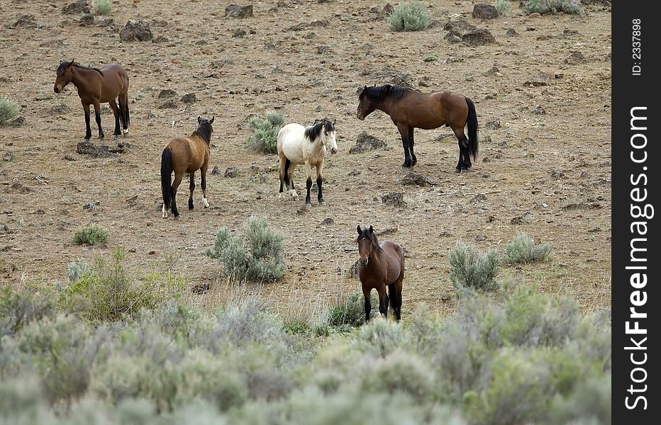 Wild horses standing in sage