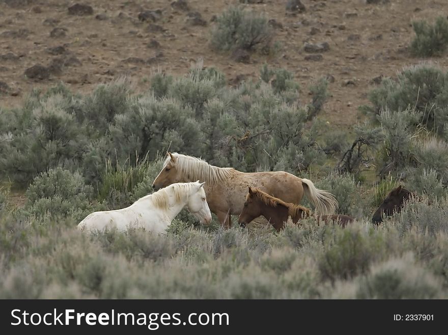 Three wild horses in sage brush