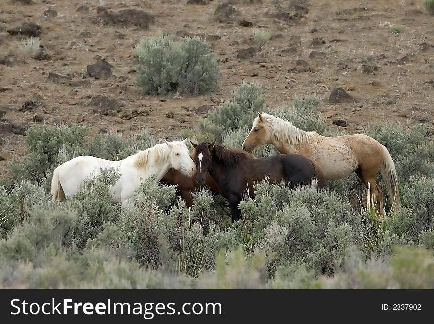 Three wild horses in sage brush