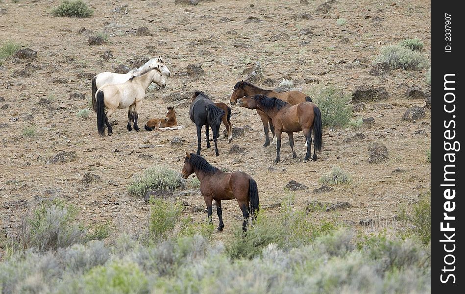 Wild horses with young colt on hillside