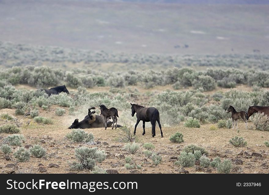 Wild Horse Playing