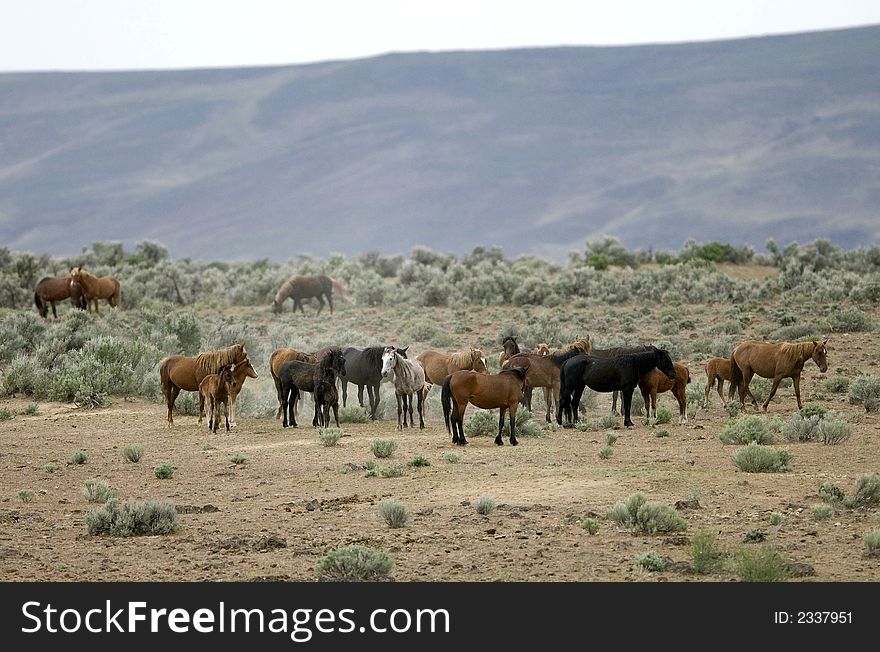 Wild horses standing out on the praire. Wild horses standing out on the praire