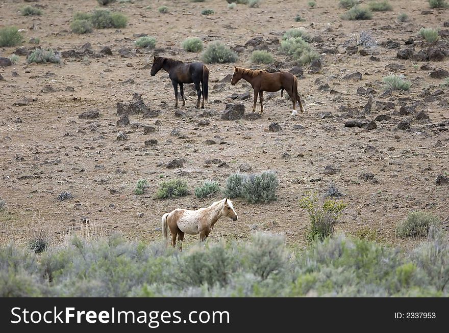 Three wild horses on hillside out on the praire