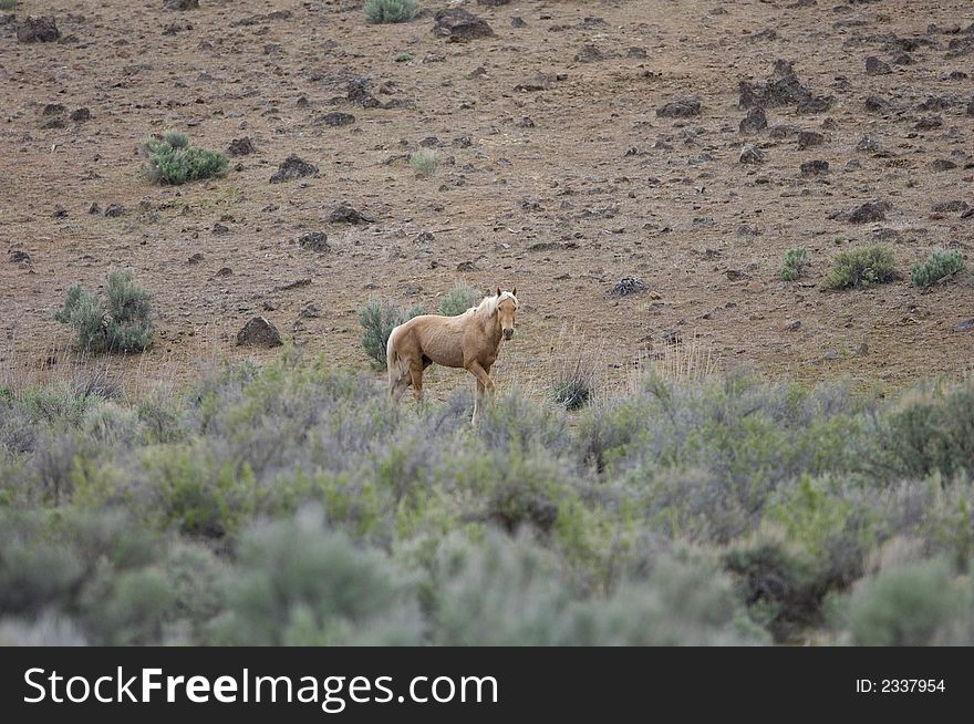 Lone wild horse standing in the sage brush