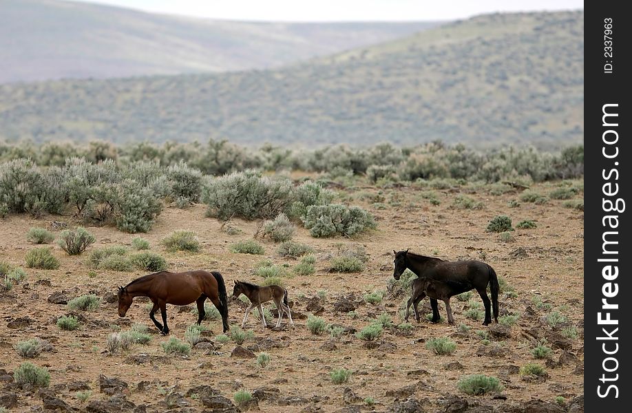 Wild horses with young colt walking across the praire