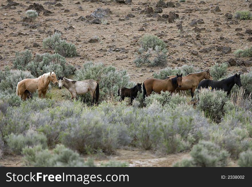Wild horses standing in sage