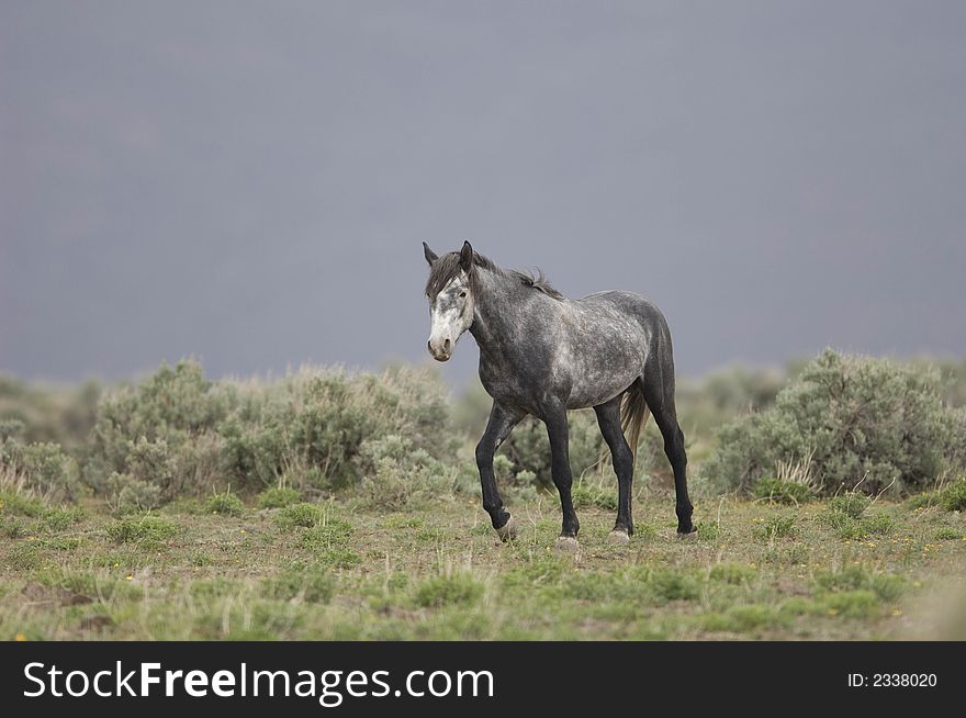 Wild horse walking through grasslands