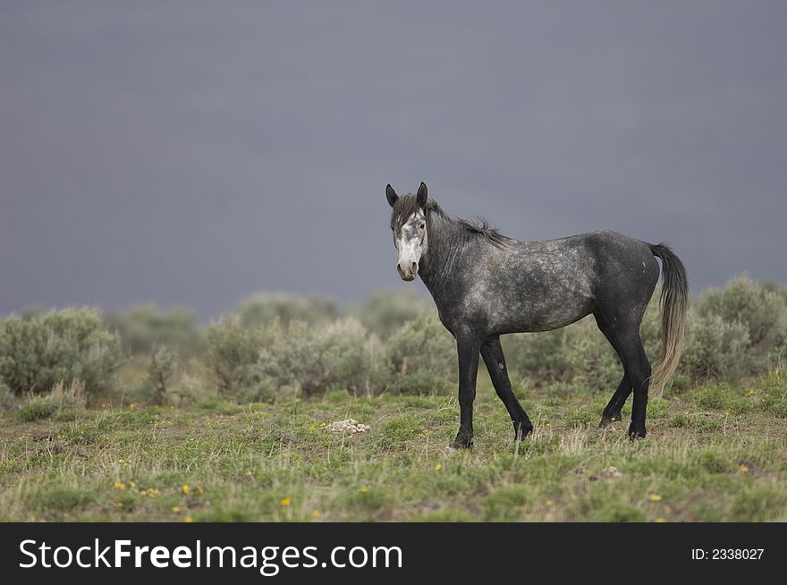 Wild horse walking through grasslands