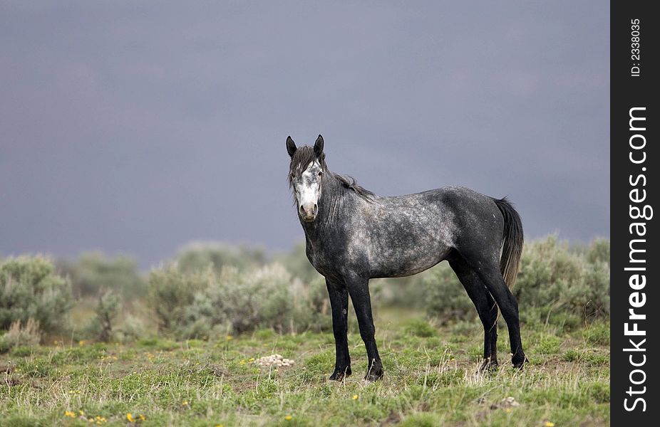 Wild horse walking through grasslands