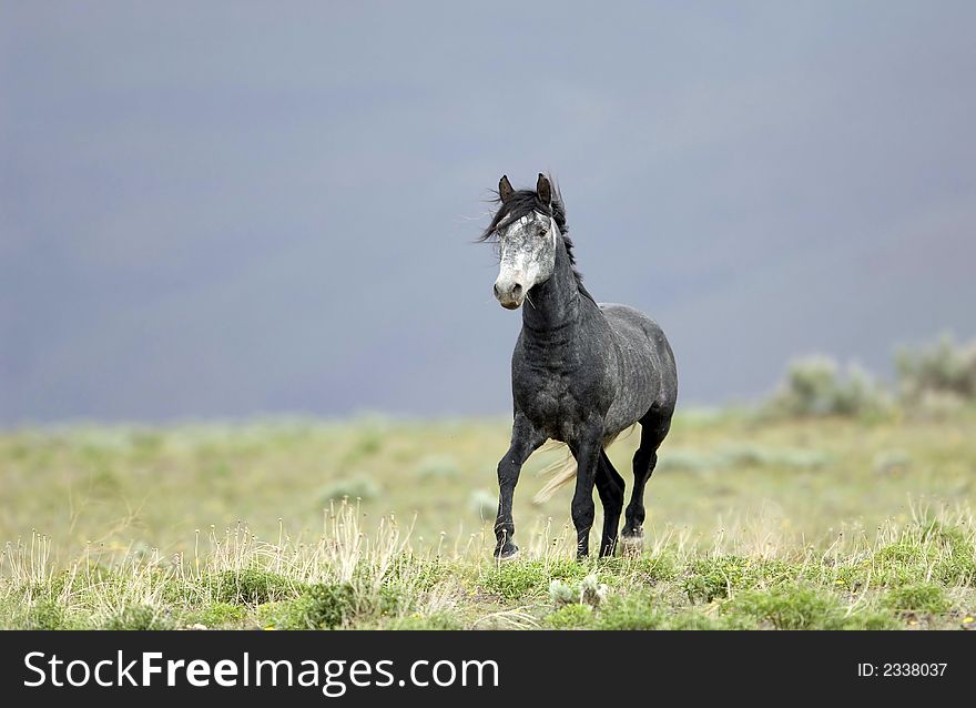 Wild horse walking through grasslands