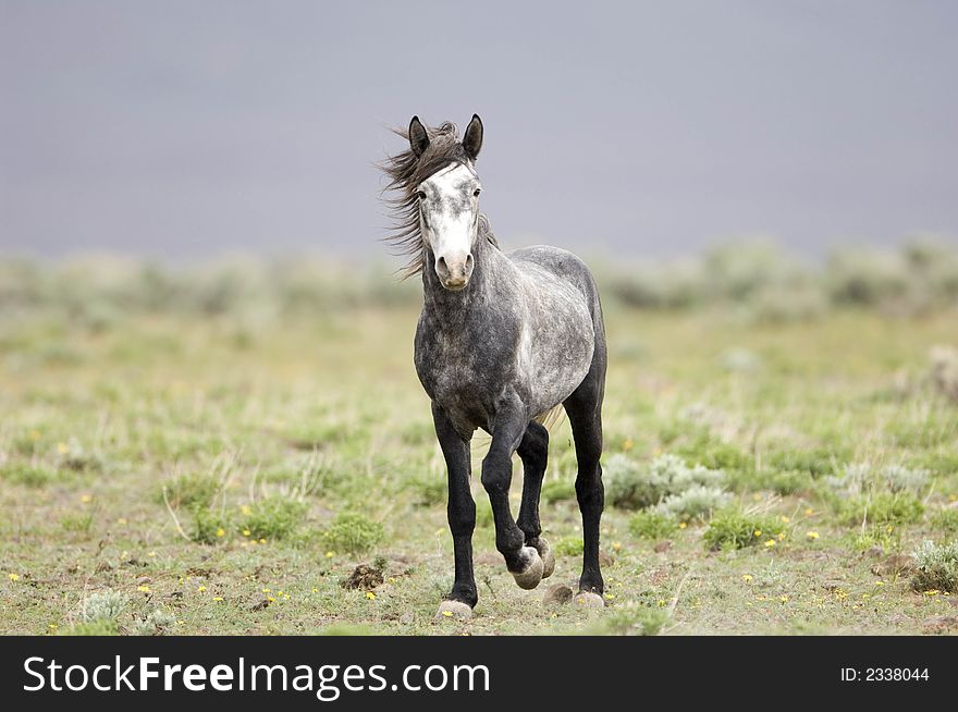 Wild horse standing alone out on the praire