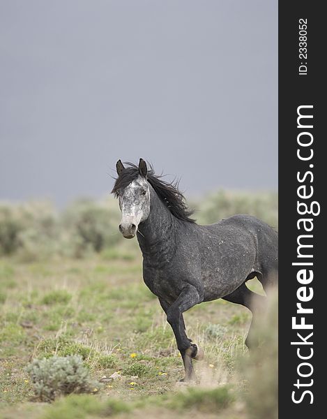 Wild horse standing alone out on the praire