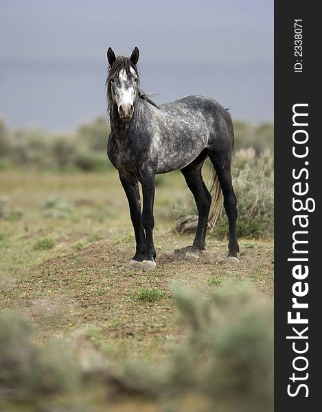 Wild horse standing alone out on the praire