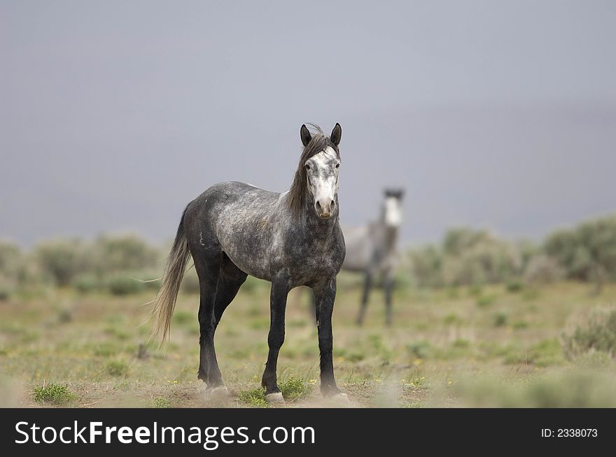 Wild horse standing alone out on the praire