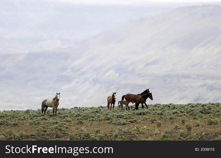 Wild horses standing on ridge with empty country behind them