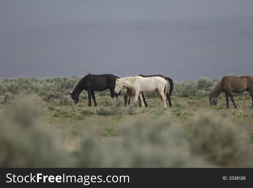 Wild horses grazing