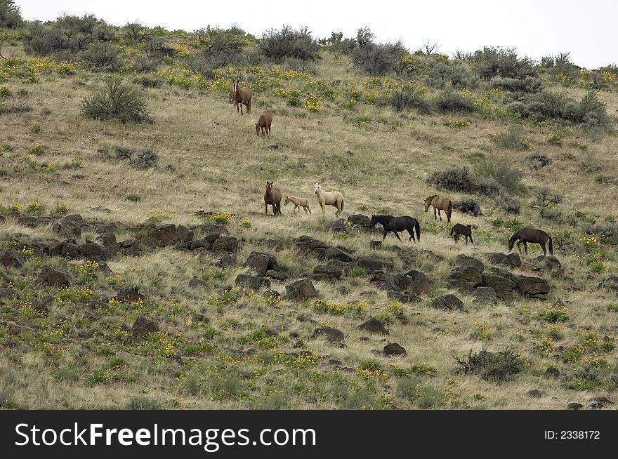 Wild horses on hillside
