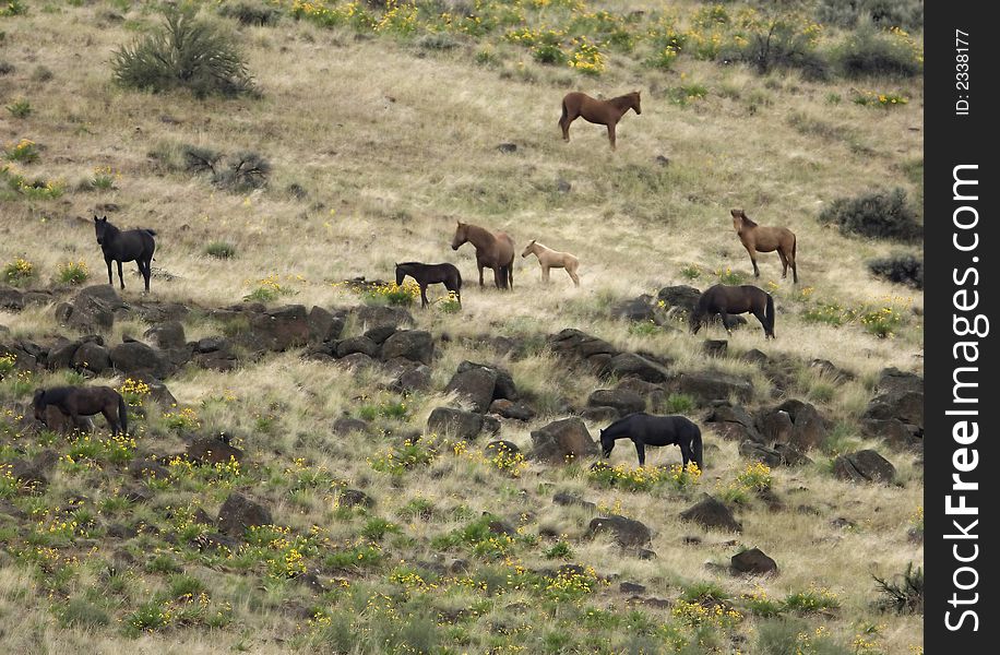 Wild horses on hillside out on the praire