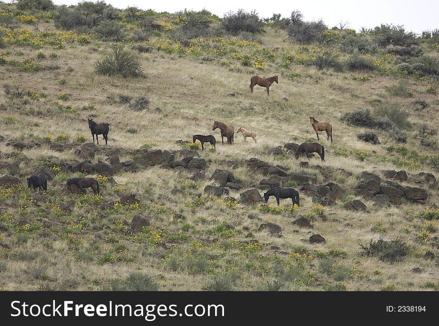 Wild horses on hillside