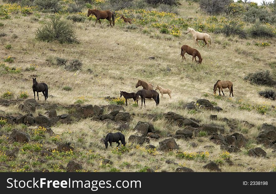 Wild horses on hillside out on the praire