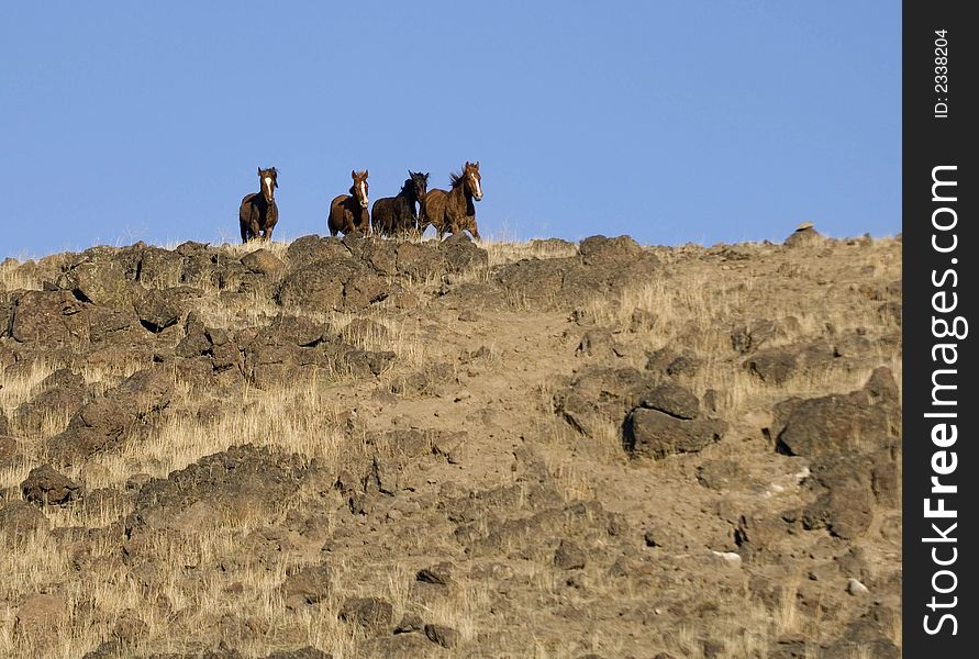 Wild horses on ridgeline and about to run down a steep embankment