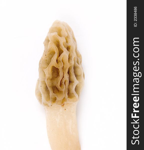 A morel mushroom photographed against a white background