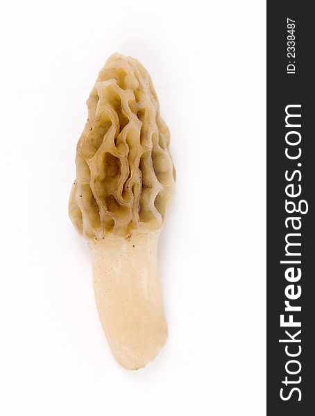 A morel mushroom photographed against a white background
