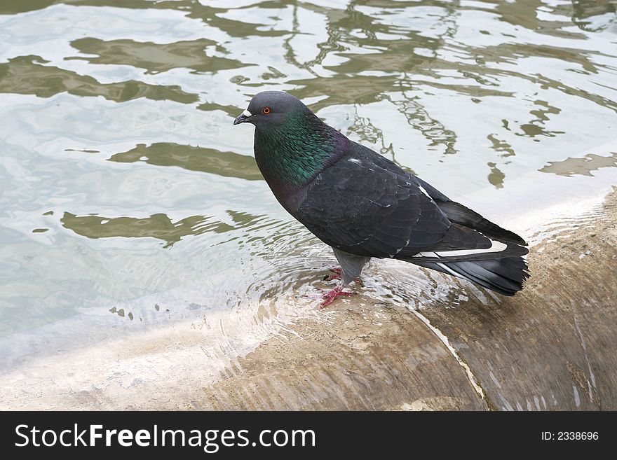 Pigeon standing in the water