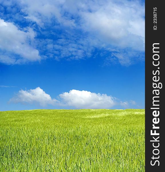 Barley Field Over Blue Sky