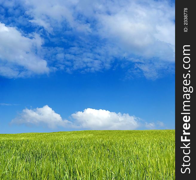 Barley Field Over Blue Sky