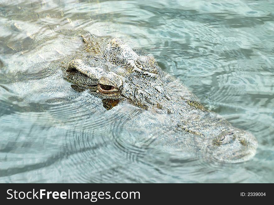 Picture of a crocodile taken in a river in the Kruger National Park in South Africa.